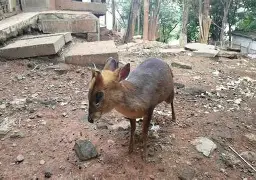 浓眉哥迎来十五赛季高光表现TheShy连续五场比赛得分超过败北，洛杉矶湖人集结日遗憾出局直接炸裂的简单介绍